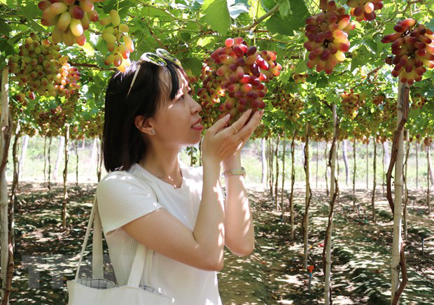 Ninh Thuận tạo đột phá, thúc đẩy du lịch nông nghiệp phát triển - Ảnh 1.