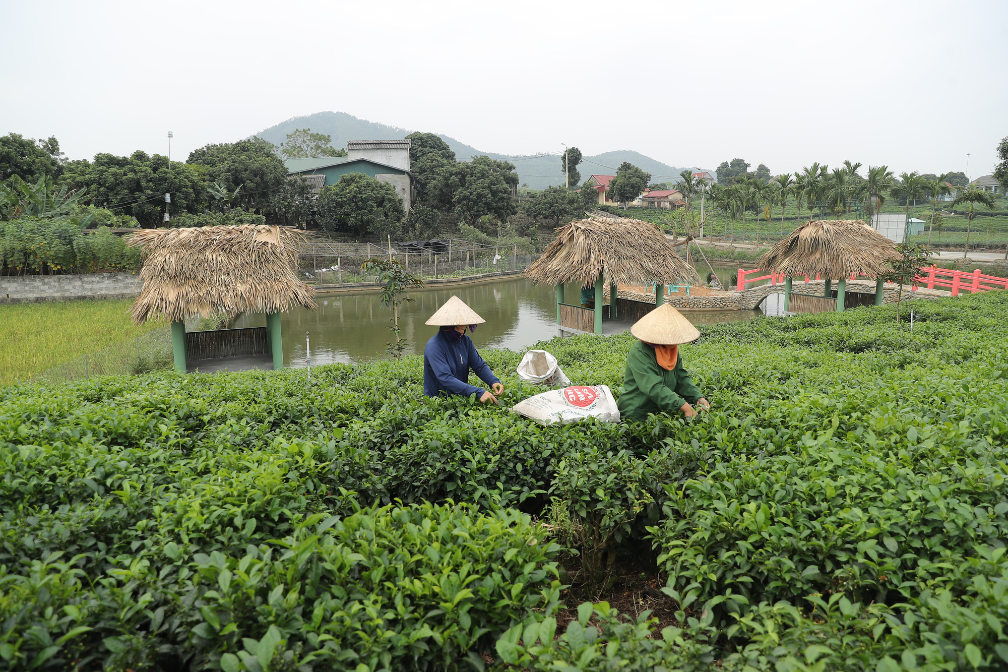 Mô hình kinh doan kết hợp du lịch trải nghiệm góp phần nâng tầm đặc sản chè Thái Nguyên - Ảnh 1.