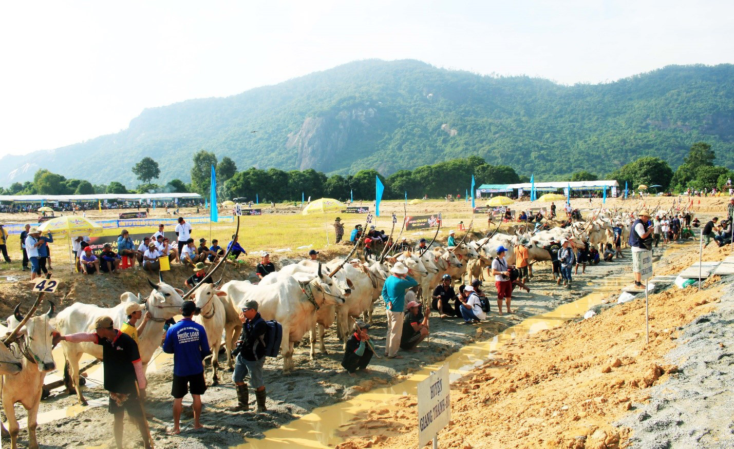 Nâng Hội đua bò Bảy Núi lên tầm quốc tế - Ảnh 1.