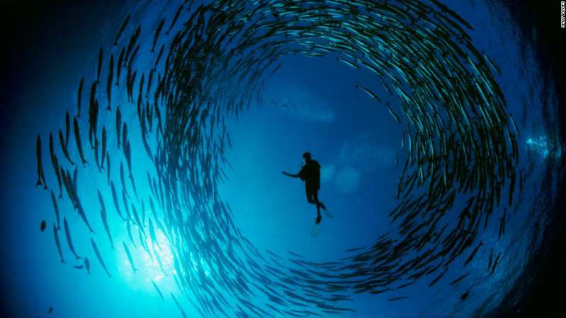 Ngày Đại dương Thế giới: Có còn kịp để con người &quot;trả ơn&quot; biển cả? - Ảnh 1.