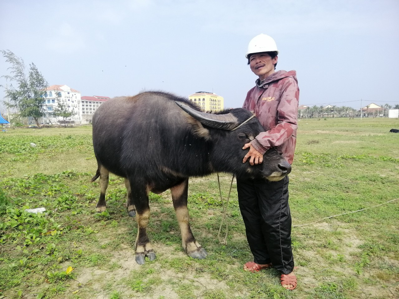 Năm Sửu kể chuyện Trâu làm du lịch cộng đồng ở Hội An - Ảnh 1.