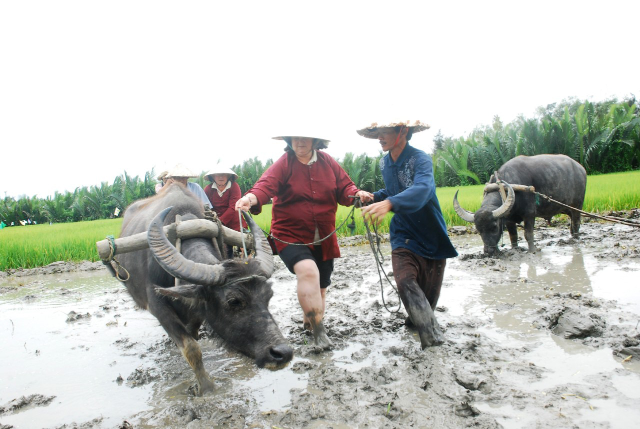 Năm Sửu kể chuyện Trâu làm du lịch cộng đồng ở Hội An - Ảnh 3.