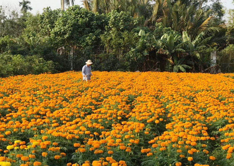 Bến Tre: Phát triển du lịch nông nghiệp gắn với xây dựng nông thôn mới  - Ảnh 1.