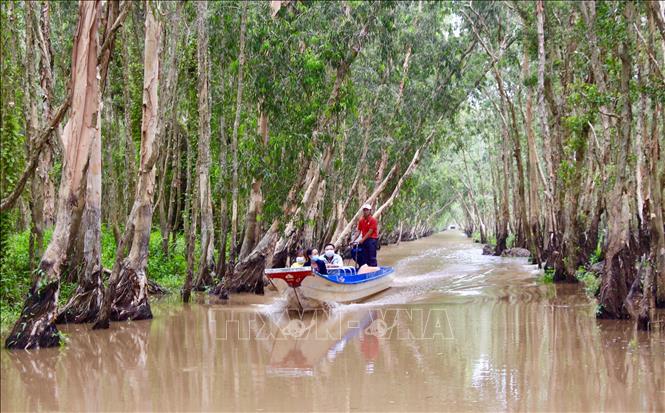 Đưa rừng tràm Trà Sư (An Giang) thành điểm du lịch quốc tế - Ảnh 1.