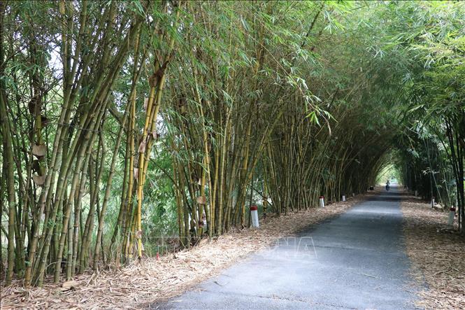Đồng Tháp quy hoạch khu bảo tồn các giống tre Việt Nam - Ảnh 1.