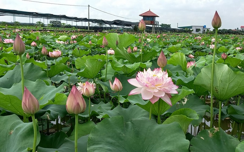 Thái Bình: &quot;Đánh thức&quot; tiềm năng du lịch sinh thái - Ảnh 3.