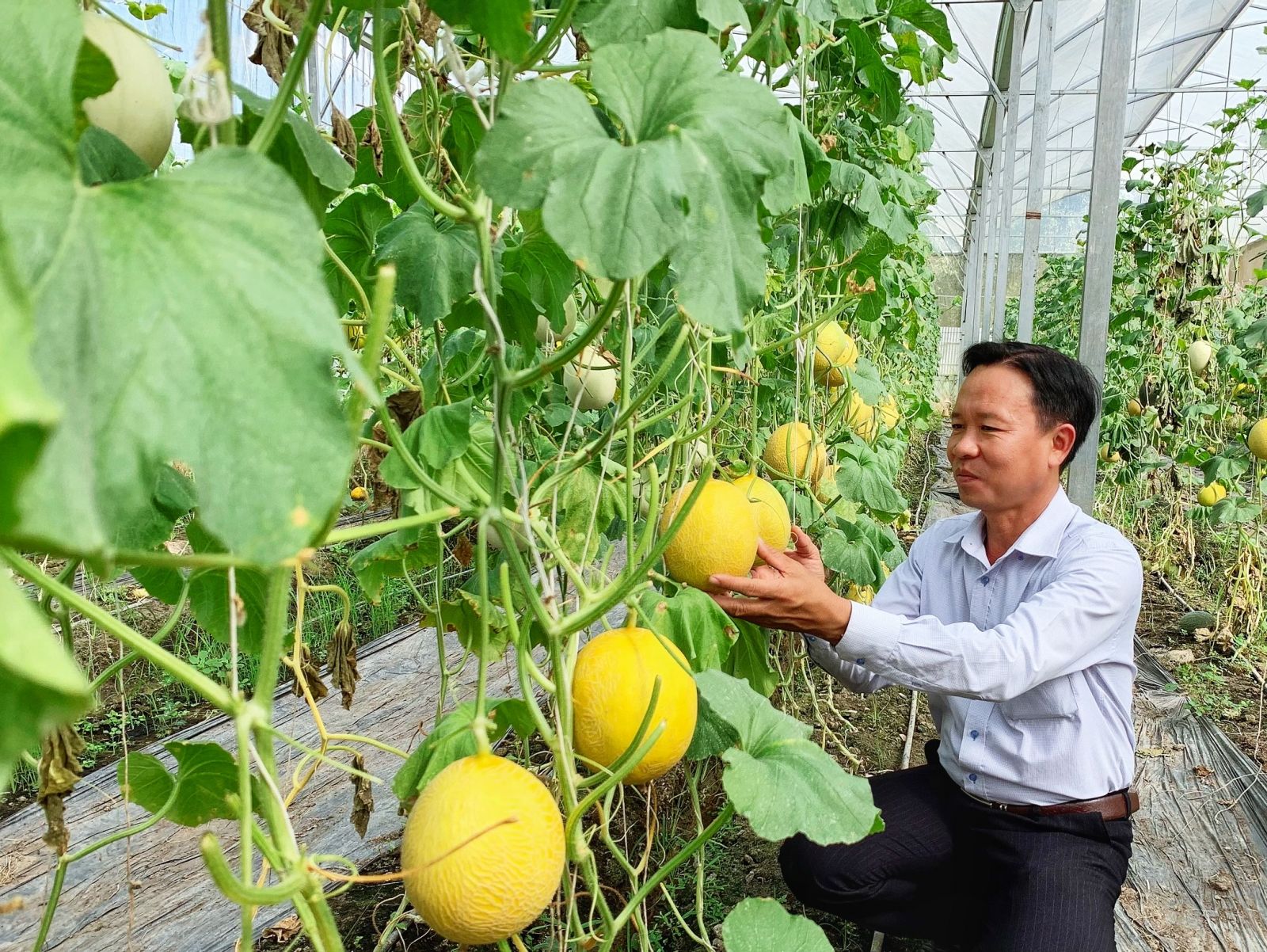 Phê duyệt Đề án “Phát triển du lịch nông nghiệp trên địa bàn thành phố Cần Thơ giai đoạn 2021-2025, tầm nhìn đến năm 2030”  - Ảnh 1.