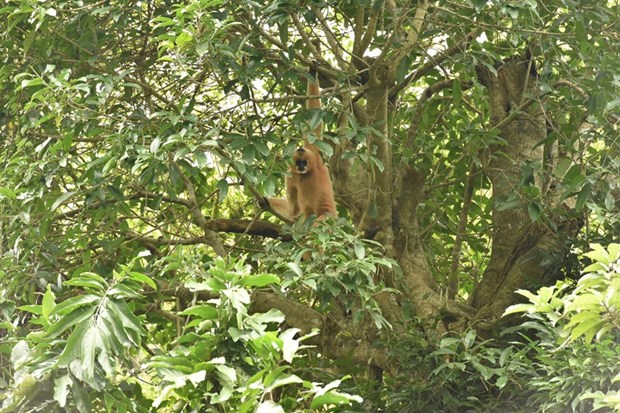 IUCN hỗ trợ xây dựng mô hình 3D Vườn Quốc gia Cúc Phương - Ảnh 1.