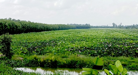 Cơ hội cho du lịch nông nghiệp ở Đồng bằng sông Cửu Long - Ảnh 1.