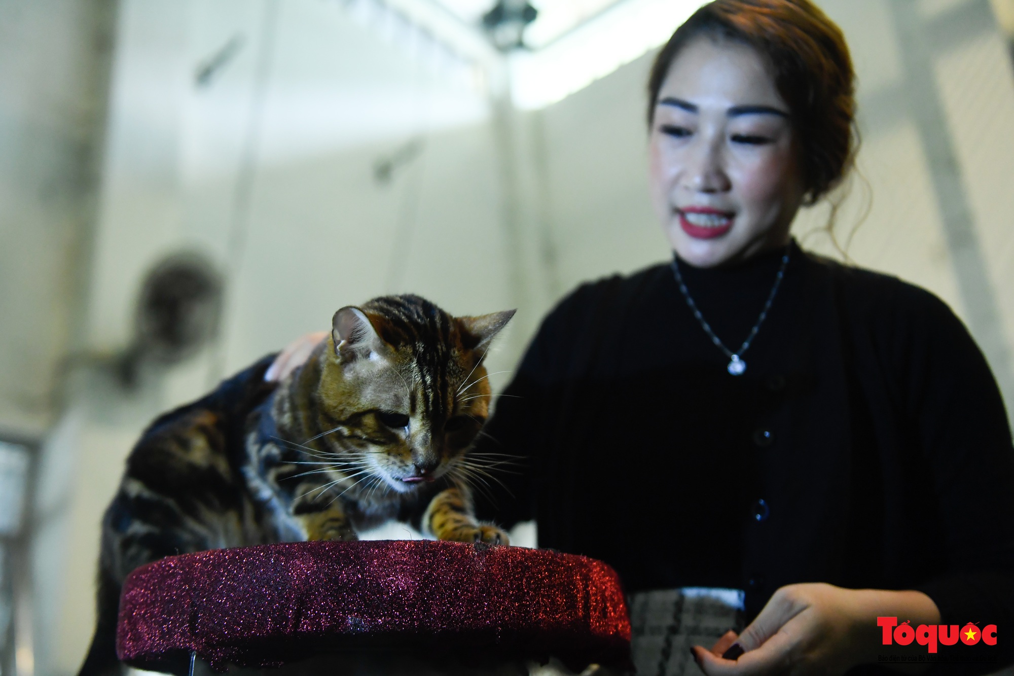 Gặp nghệ sĩ xiếc mèo chào Tết Nguyên đán Quý Mão - Ảnh 9.