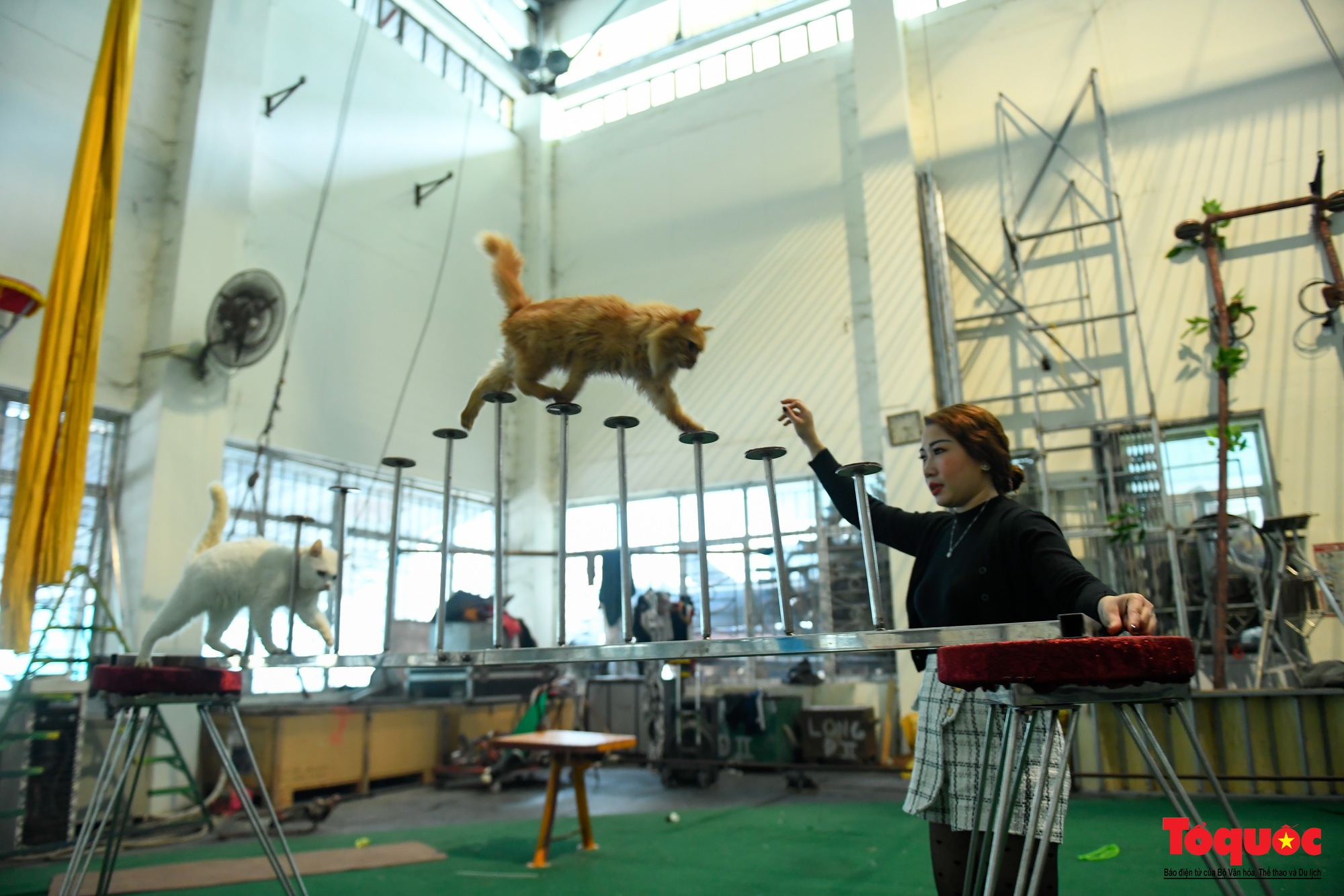 Gặp nghệ sĩ xiếc mèo chào Tết Nguyên đán Quý Mão - Ảnh 2.