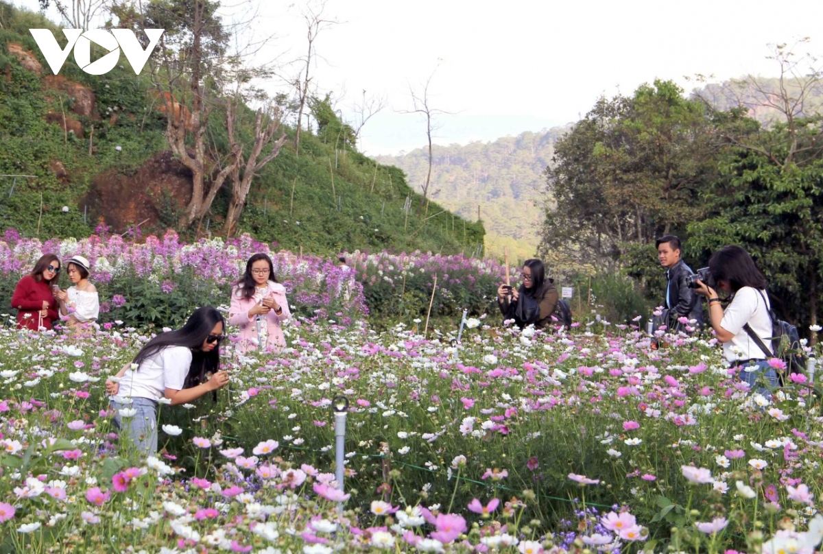 Thúc đẩy du lịch canh nông phát triển bền vững tại Lâm Đồng - Ảnh 1.