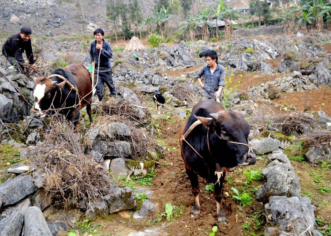 Hà Giang: Văn hóa trong dòng chảy phát triển của tỉnh - Ảnh 7.