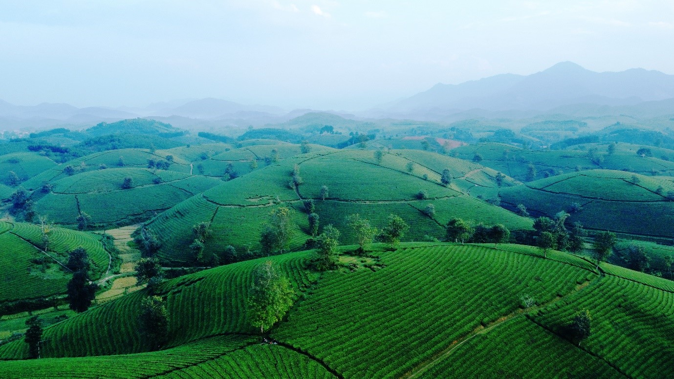 Đồng bào Mường ở Phú Thọ thoát nghèo nhờ trồng chè hữu cơ - Ảnh 1. Đồng bào Mường ở Phú Thọ thoát nghèo nhờ trồng chè hữu cơ - Ảnh 1.