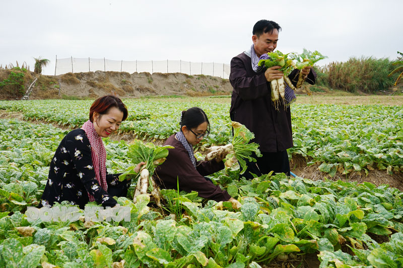 Phát triển du lịch nông nghiệp Bến Tre - Ảnh 1.