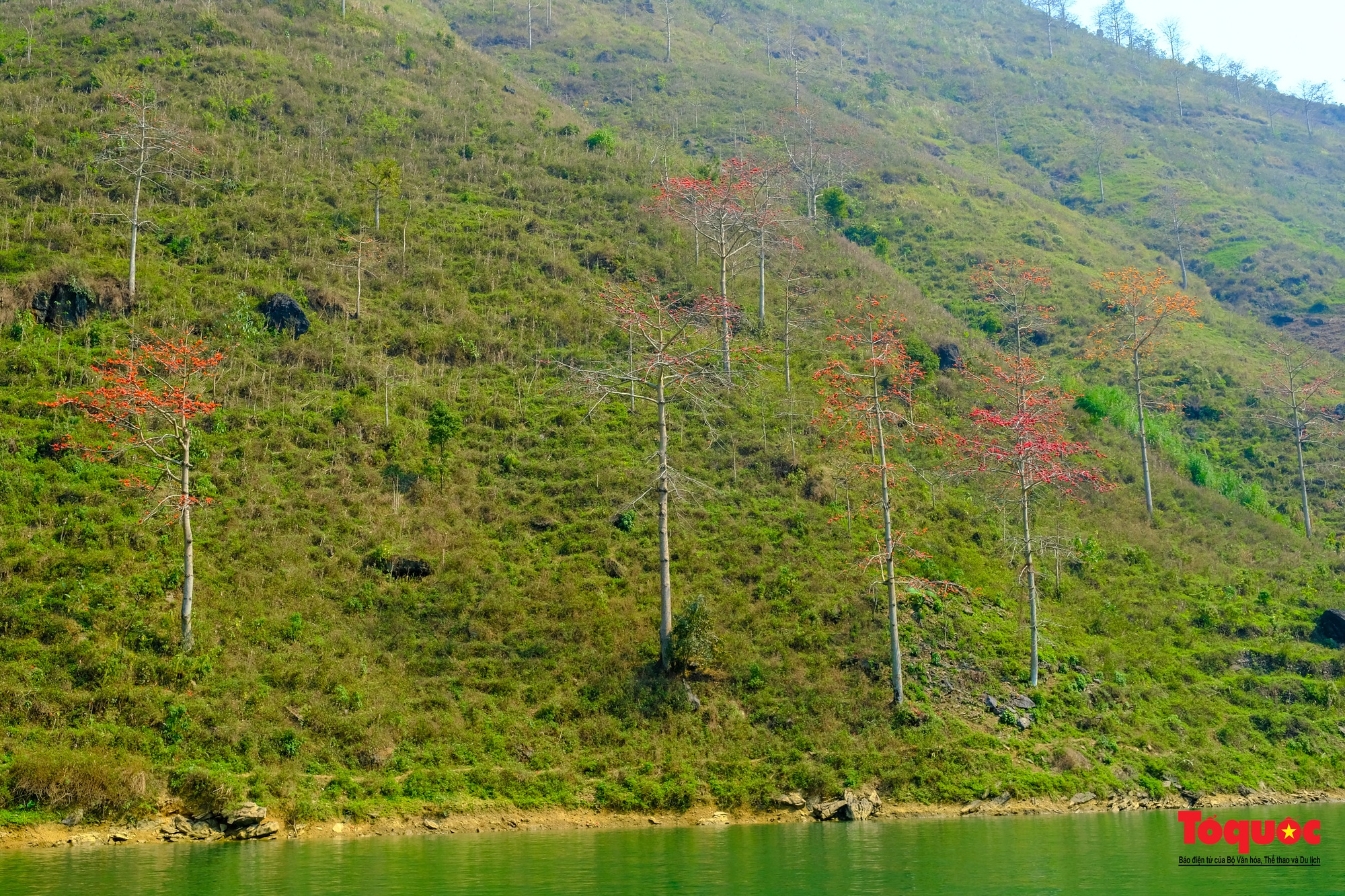 Mùa mộc miên &quot;thắp lửa&quot; trên cao nguyên đá Hà Giang - Ảnh 12.