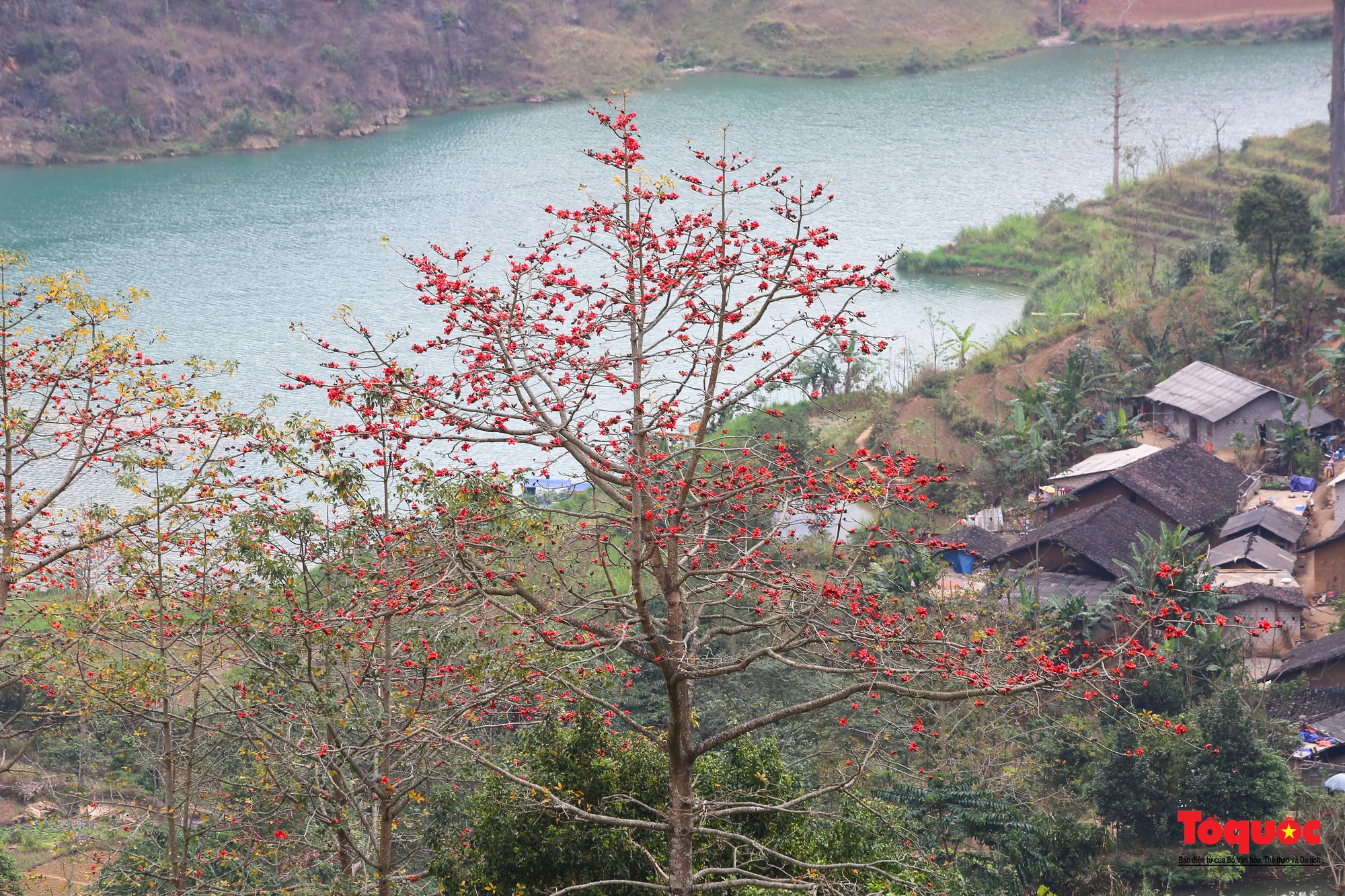 Mùa mộc miên &quot;thắp lửa&quot; trên cao nguyên đá Hà Giang - Ảnh 14.