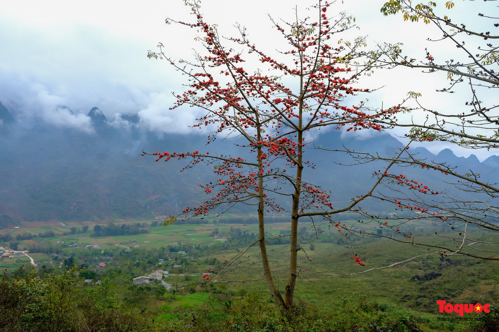 Mùa mộc miên &quot;thắp lửa&quot; trên cao nguyên đá Hà Giang - Ảnh 10.