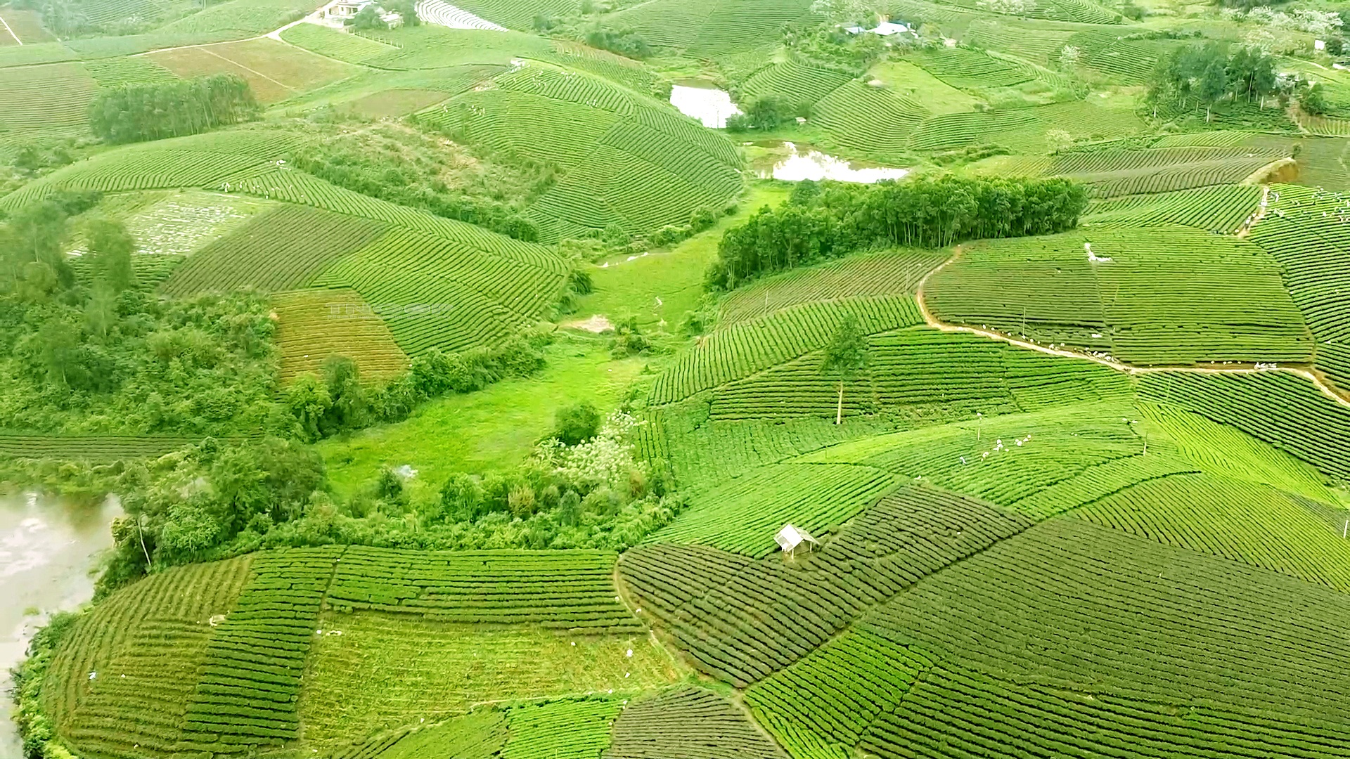Thái Nguyên: Phát triển du lịch gắn với sản phẩm trà và văn hóa trà  - Ảnh 1.