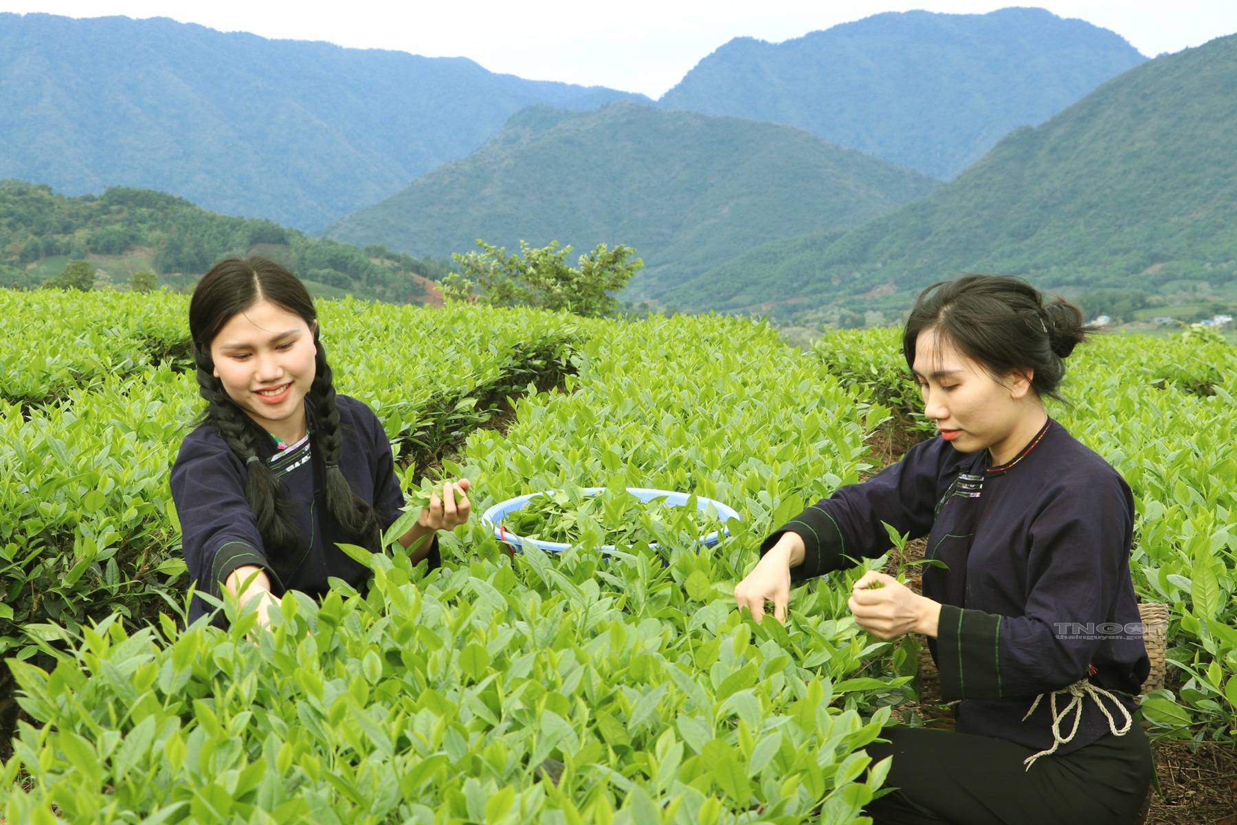 Thái Nguyên: Phát triển du lịch gắn với sản phẩm trà và văn hóa trà  - Ảnh 3.