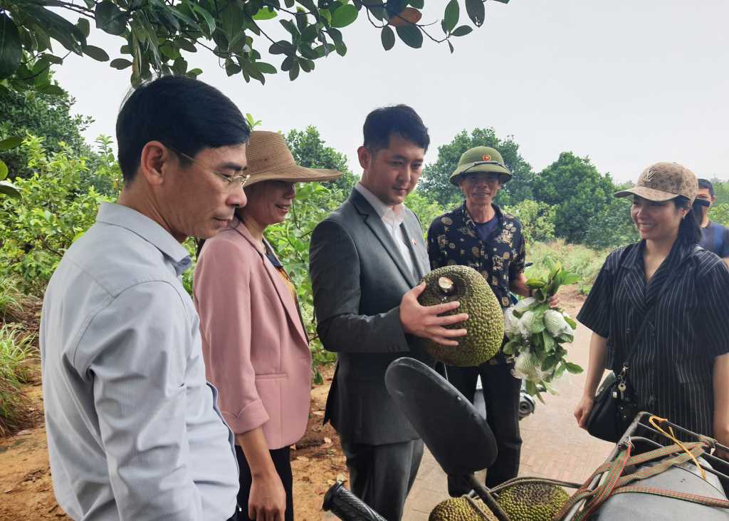Quảng Ninh: Triển vọng du lịch nông nghiệp - Ảnh 3.