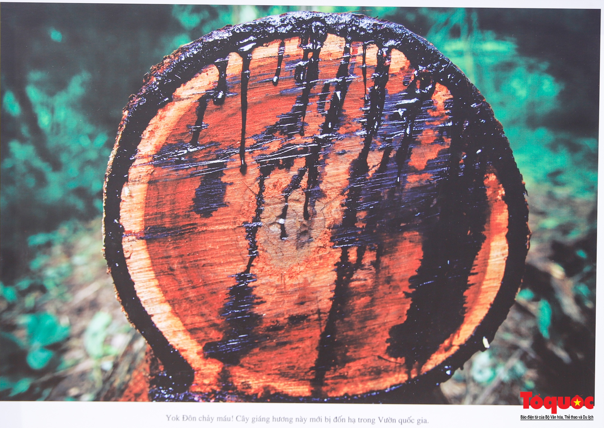 “Một rừng cây, một đời người” - Chương trình nghệ thuật hưởng ứng ngày Môi trường thế giới - Ảnh 17.