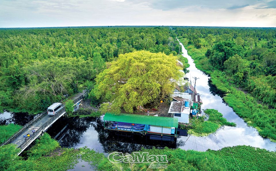 Cà Mau: Vực dậy du lịch U Minh Hạ - Ảnh 2.