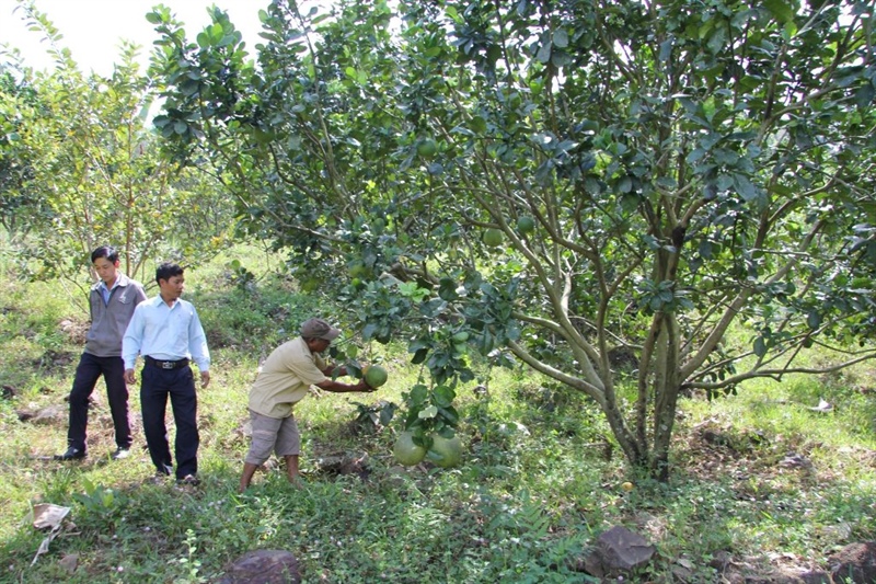 Ninh Thuận: Phát triển du lịch cộng đồng vùng đồng bào Raglai và Churu - Ảnh 3.