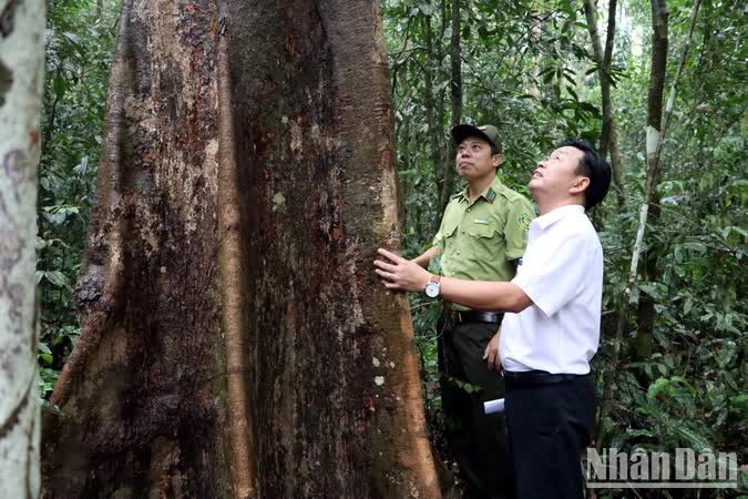 Đồng Nai thông qua đề án gần 1.000 tỷ đồng phát triển du lịch sinh thái rừng - Ảnh 2.