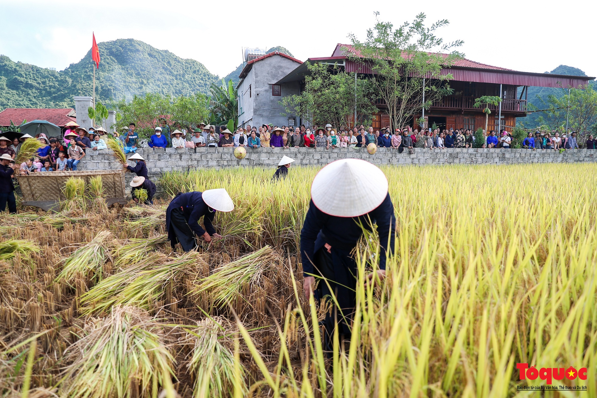 Lên Bắc Sơn xem đồng bào Tày thi gặt lúa bằng công cụ thô sơ - Ảnh 2.