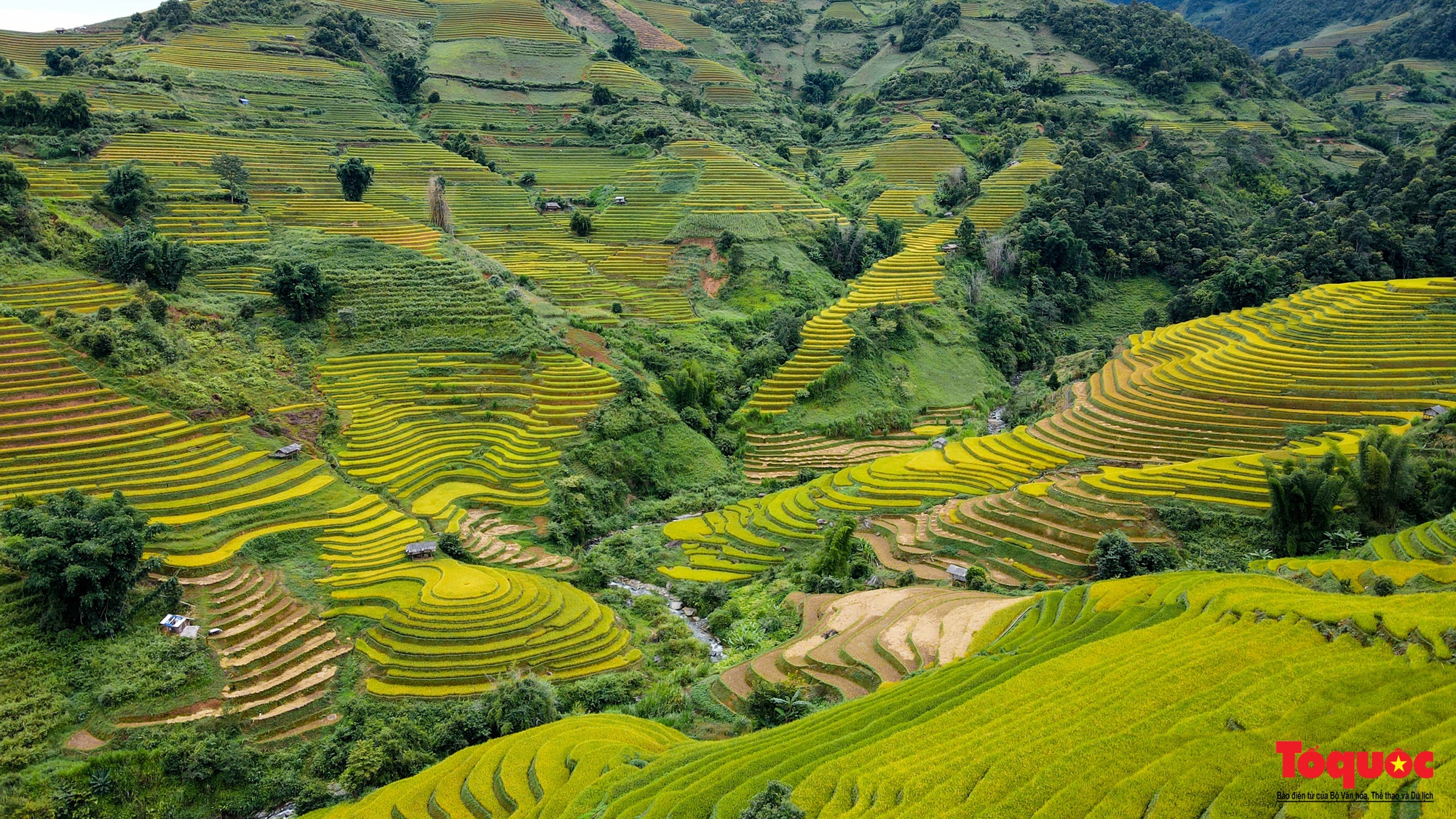 Mùa vàng rực rỡ trên những thửa ruộng bậc thang ở Mù Cang Chải - Ảnh 11.