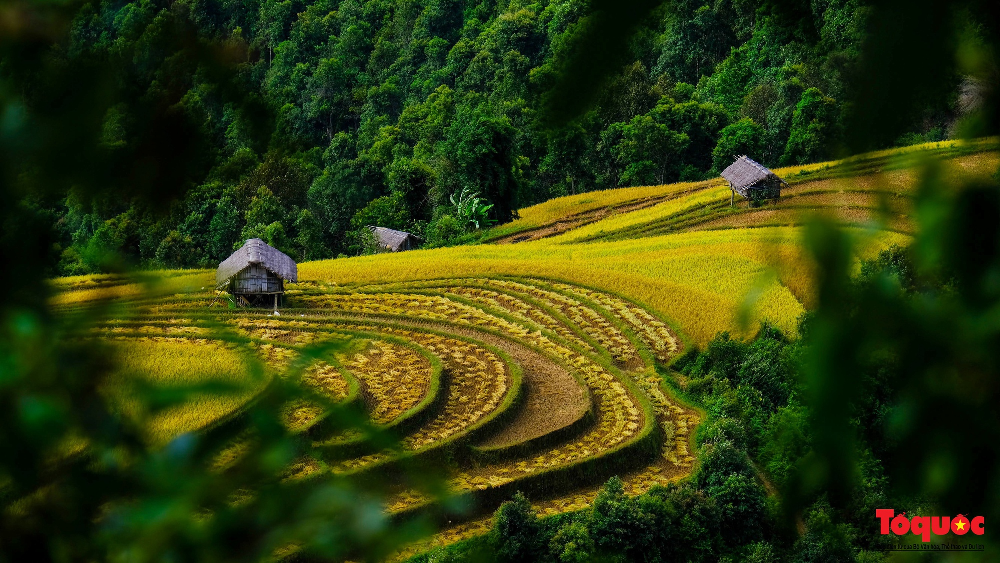 Mùa vàng rực rỡ trên những thửa ruộng bậc thang ở Mù Cang Chải - Ảnh 14.