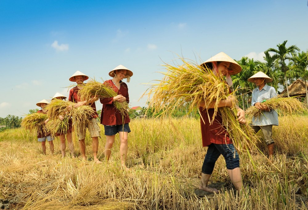 Quảng Nam: Phát triển du lịch gắn với bảo tồn di sản văn hóa, đa dạng sinh học - Ảnh 3.