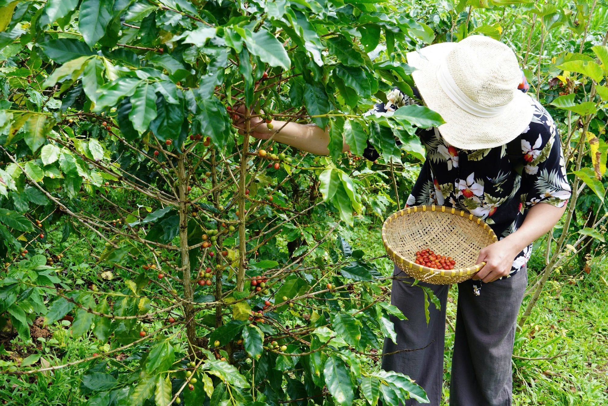 Quảng Trị nghiên cứu phát triển sản phẩm du lịch gắn kết trải nghiệm cà phê - Ảnh 1.