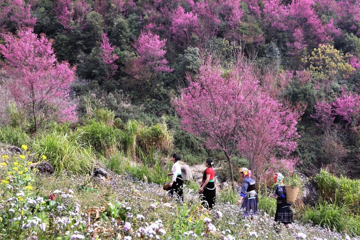 Yên Bái: Nhiều hoạt động đặc sắc chào đón du khách tại Festival khèn Mông và Lễ hội hoa Tớ dày - Ảnh 1.