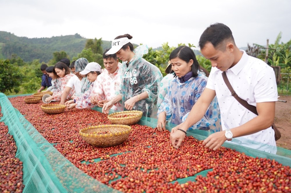 Quảng Trị: Khai thác tiềm năng phát triển du lịch nông thôn - Ảnh 1.