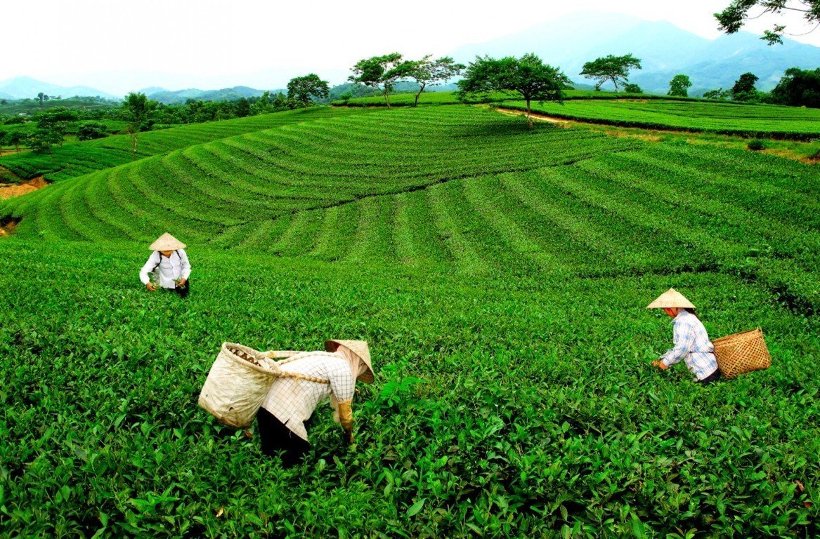 Thái Nguyên xúc tiến, quảng bá du lịch tại TP. Hồ Chí Minh - Ảnh 3.