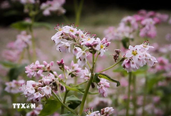 Tuyên Quang: Xây dựng thương hiệu du lịch “Miền đá nở hoa” với lễ hội hoa Tam giác mạch - Ảnh 2. Tuyên Quang: Xây dựng thương hiệu du lịch “Miền đá nở hoa” với lễ hội hoa Tam giác mạch - Ảnh 2.