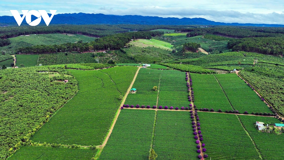 Lâm Đồng - điểm hẹn Lễ hội Trà quốc tế 2025 - Ảnh 2. Lâm Đồng - điểm hẹn Lễ hội Trà quốc tế 2025 - Ảnh 2.