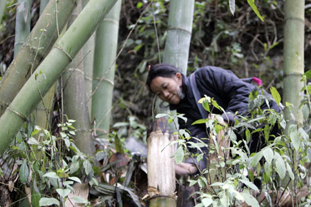 Rừng và dược liệu- đòn bẩy phát triển kinh tế vùng DTTS ở Bắc Kạn - Ảnh 1.