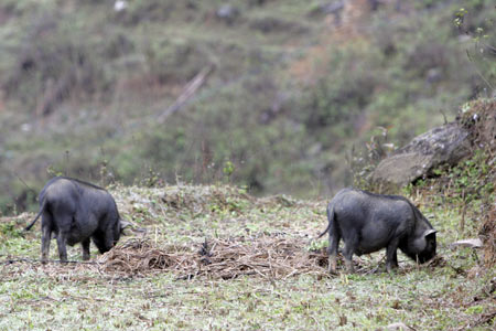 Bắc Kạn gỡ &quot;nút thắt&quot; giúp đồng bào DTTS an cư, lạc nghiệp - Ảnh 2.