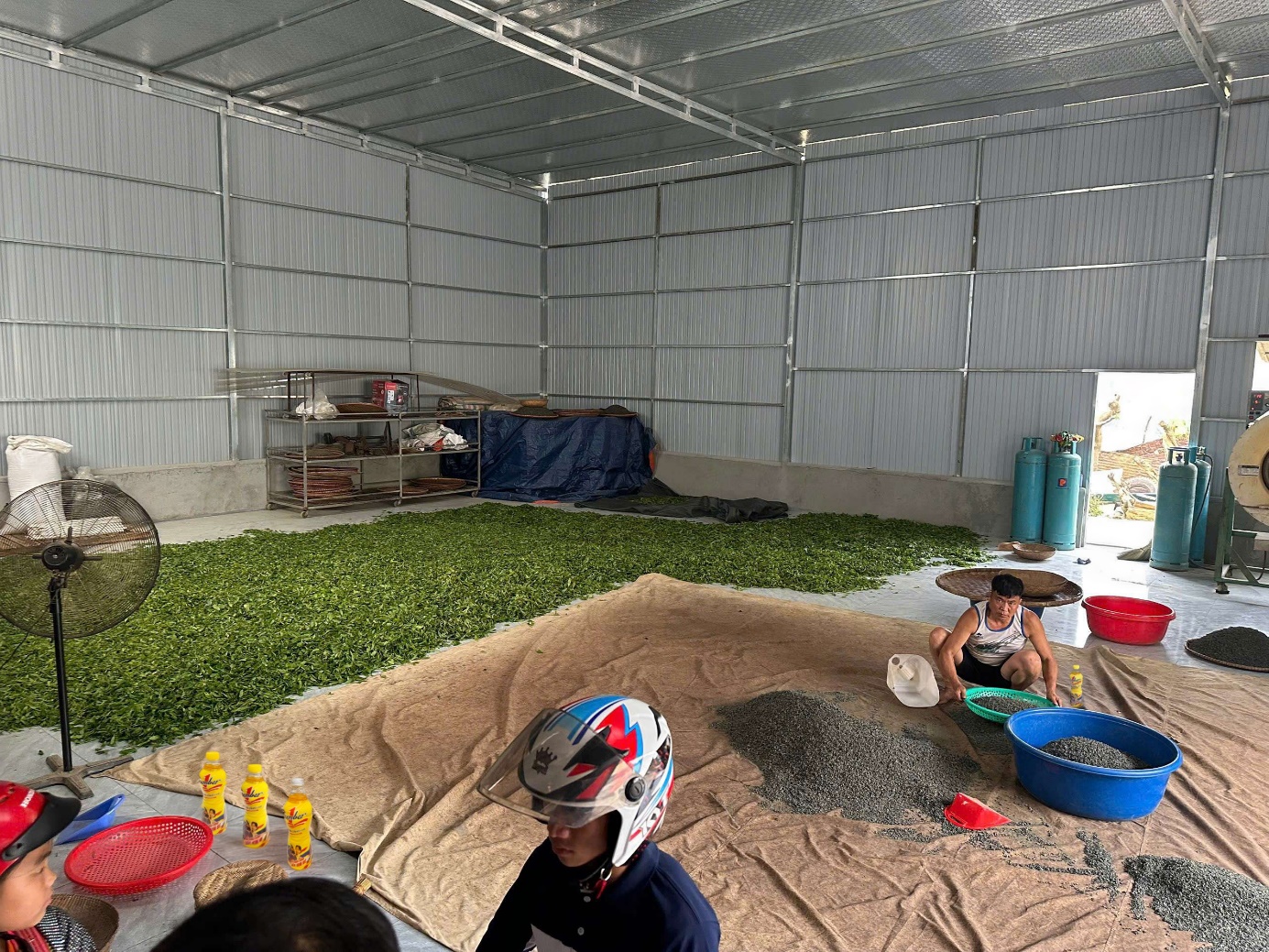 Cô gái 9X bền bỉ với ước mơ vươn tầm trà shan tuyết Việt Nam - Ảnh 4.