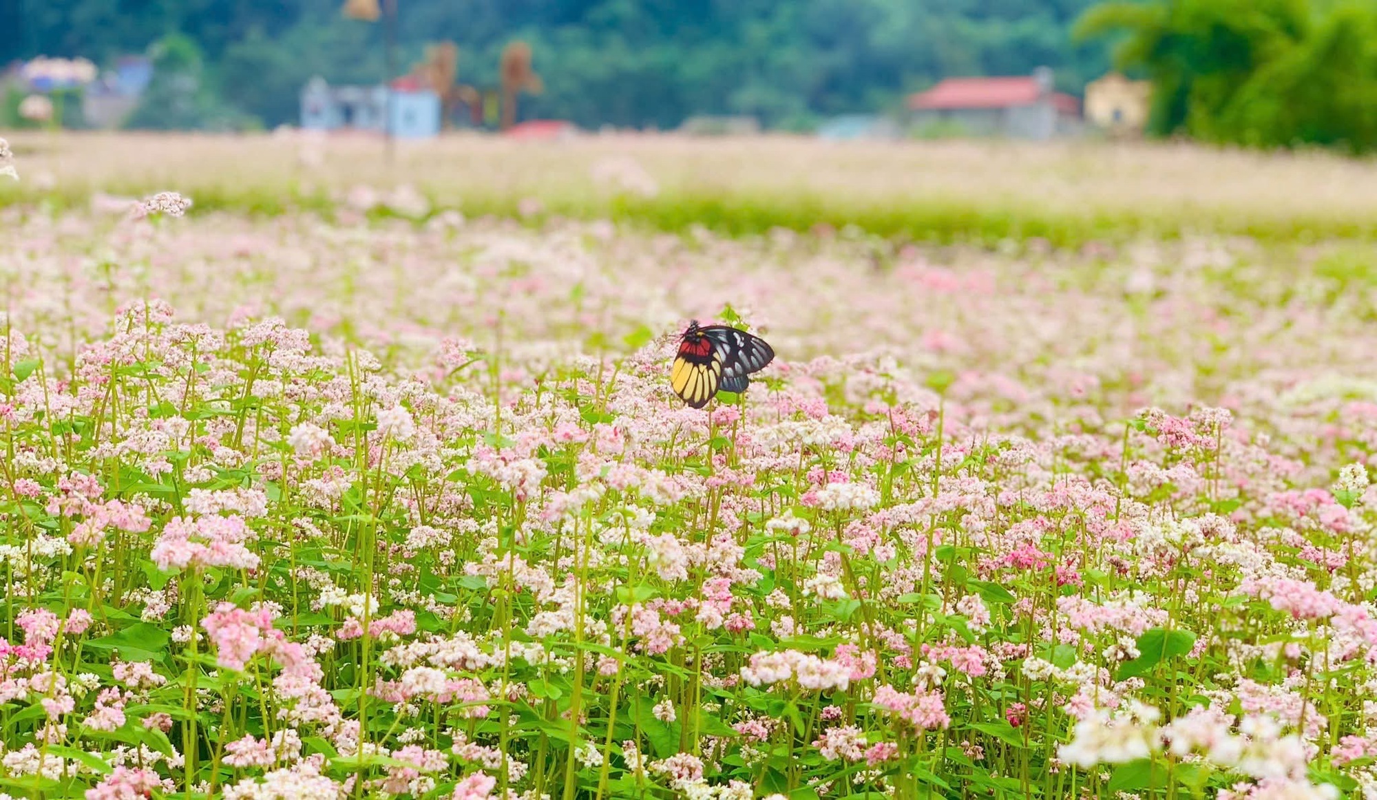 Lễ hội hoa Tam giác mạch lần thứ XI – “Miền đá nở hoa”: Tôn vinh vẻ đẹp thiên nhiên và văn hóa vùng cao - Ảnh 4. Lễ hội hoa Tam giác mạch lần thứ XI – “Miền đá nở hoa”: Tôn vinh vẻ đẹp thiên nhiên và văn hóa vùng cao - Ảnh 4.