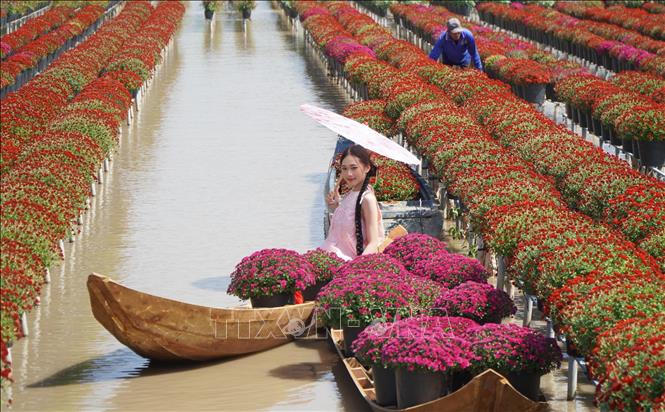 Dong Thap: A terra do lótus rosa estimula o turismo e atrai visitantes durante a alta temporada - Foto 1. Đồng Tháp: Đất sen hồng kích cầu du lịch, thu hút khách dịp cao điểm - Ảnh 1.