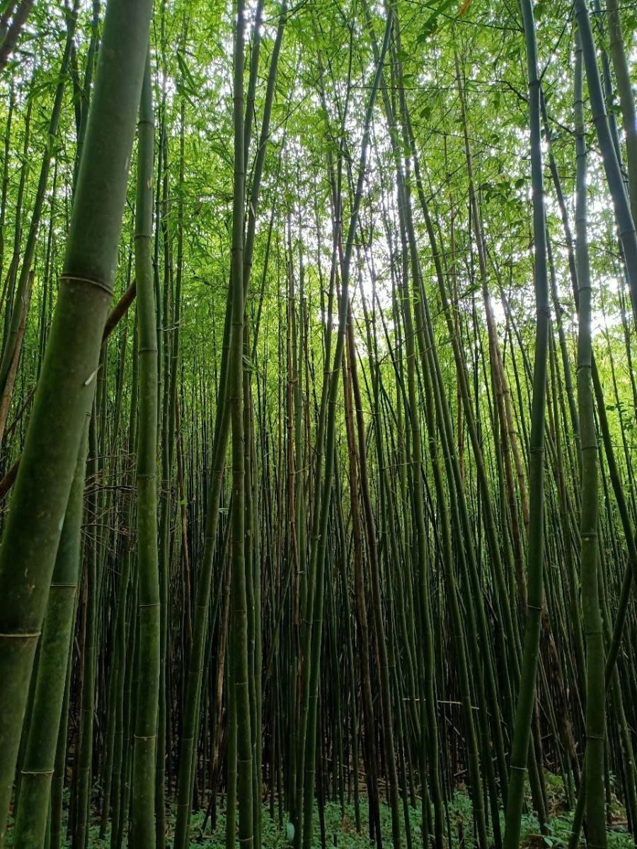 Thanh Hoa: Rozwijanie potencjału ekoturystyki w lesie specjalnego przeznaczenia Pu Luong - Zdjęcie 4. Thanh Hóa: Đánh thức tiềm năng du lịch sinh thái rừng đặc dụng Pù Luông - Ảnh 4.