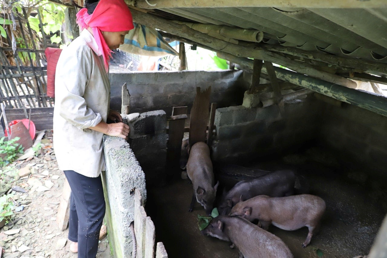 Phú Thọ: Phát triển chăn nuôi - hướng đi giảm nghèo của xã Quy Đức - Ảnh 1.
