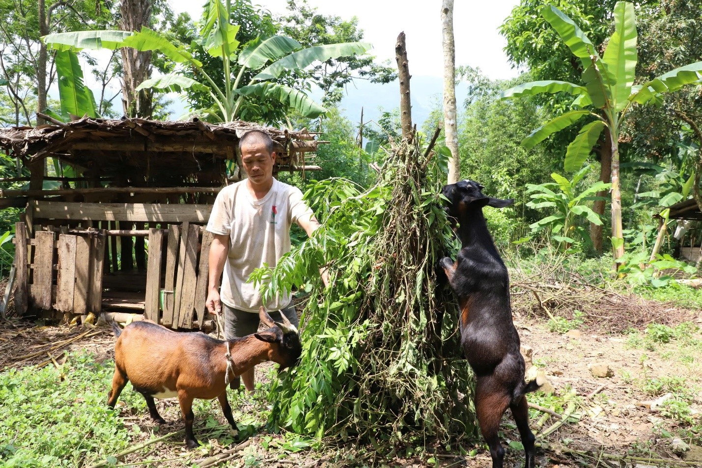 Phú Thọ: Phát triển chăn nuôi - hướng đi giảm nghèo của xã Quy Đức - Ảnh 2.