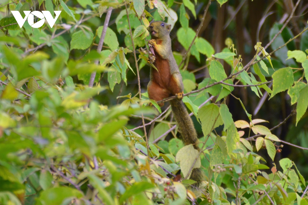 Phát triển du lịch sinh thái Gia Lai mở những giá trị tự nhiên độc nhất - Ảnh 2.