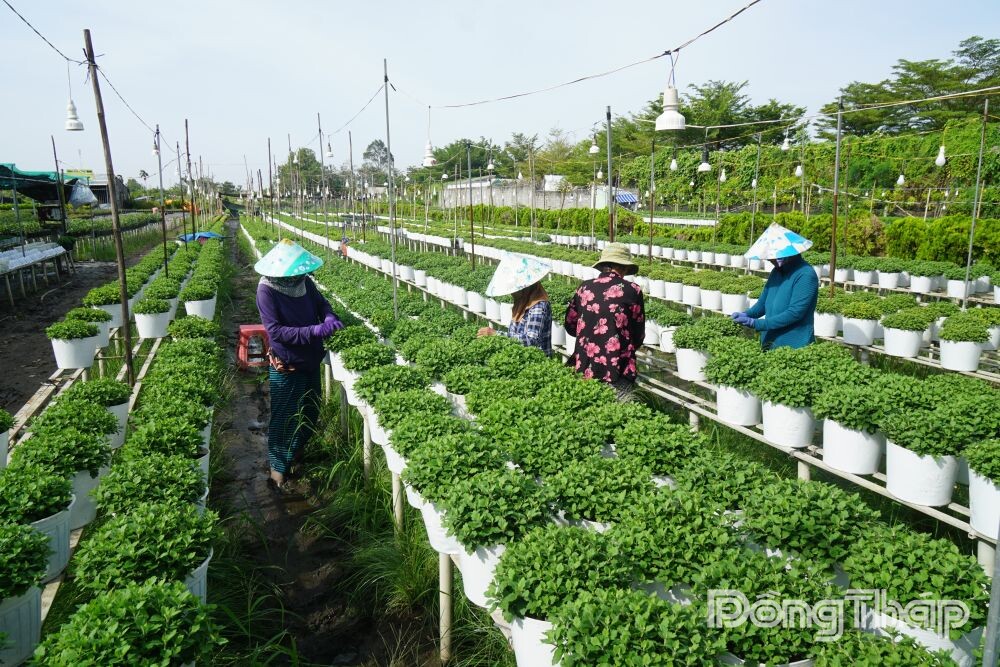 Đồng Tháp: Đẩy mạnh truyền thông, quảng bá Festival Hoa – Kiểng Sa Đéc lần thứ II năm 2025 - Ảnh 1. Đồng Tháp: Đẩy mạnh truyền thông, quảng bá Festival Hoa – Kiểng Sa Đéc lần thứ II năm 2025 - Ảnh 1.