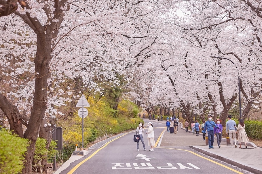 Hàn Quốc đặt mục tiêu lớn đón khách Việt Nam trong năm 2026 - Ảnh 1.